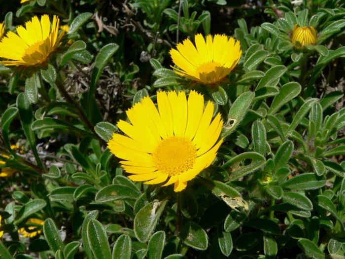 kesäkukkia rannikkoranta tähti keltainen kukka puutarha design