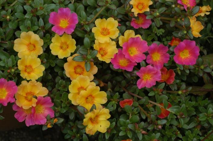 puutarha kaunistaa kesäkukkia pursulaan vaaleanpunaisia ​​keltaisia ​​puutarhakasveja