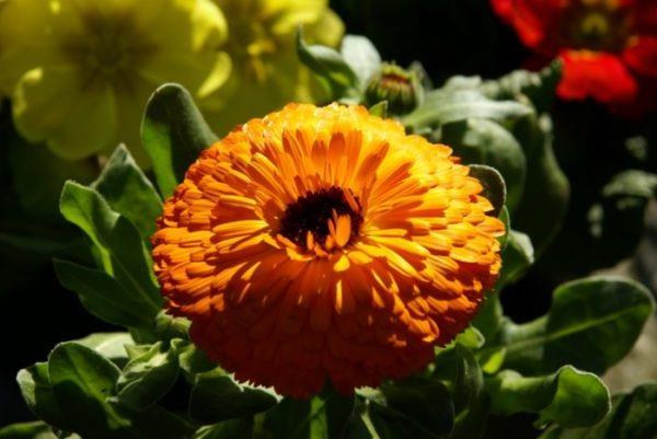 Tuholaiset torjuvat puutarhakasveja hyttysiä vastaan ​​marigolds puutarhakasveja