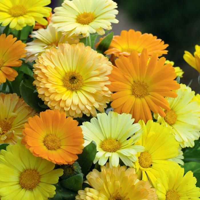 kesäkukat marigolds keltaiset vivahteet puutarhan suunnittelu
