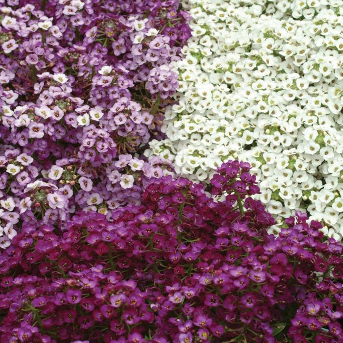 kaunistaa puutarhan kesäkukkia kivi yrttejä violetti valkoinen puutarhakasveja