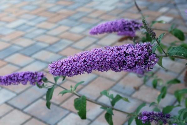 Buddleia nopeasti kasvavat pensaat