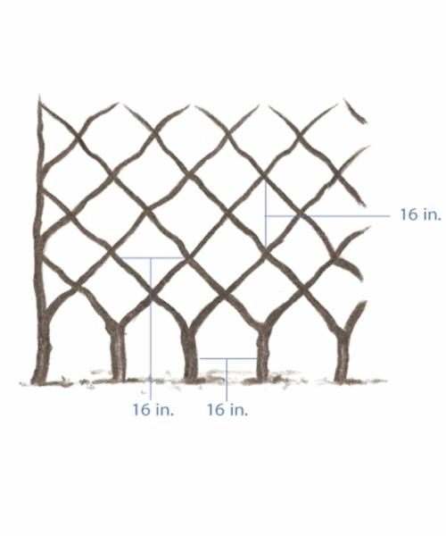 espalier rakentaa puita kuvio timanttisuunnittelu