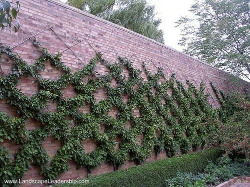 espalier timanttikuvioinen seinä korkea upea