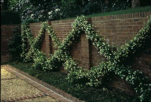 espalier timanttikuvio seinät kasvit deco