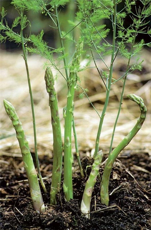 parsa syö terveitä puutarhakasveja parsa -kasveja