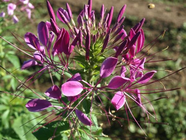 hämähäkin kukat mehiläisystävälliset perennat Cleome sp.