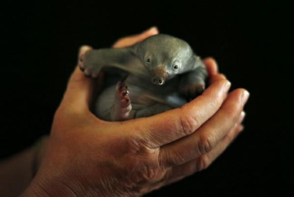 söpöjä eläinten kuvia vauva muurahainen eläin Echidna neljä vauvaeläintä