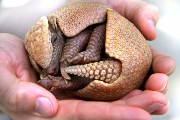 söpöjä eläinten kuvia vauva armadillo neljä vauvaeläintä