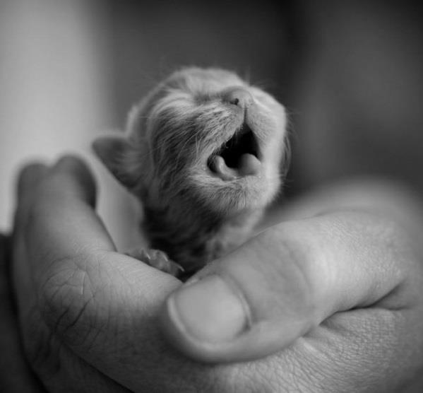 söpöjä eläinten kuvia vauva kissa vauva eläimiä