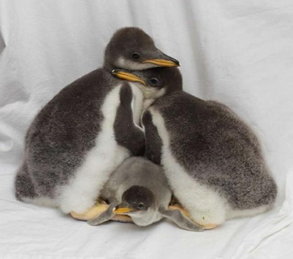 söpöjä eläinten kuvia vauva pingviini vauvaeläimiä