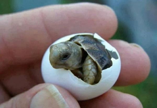 söpöjä eläinten kuvia vauva kilpikonna vauva eläimiä