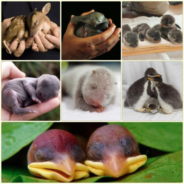 söpöjä eläinten kuvia vauvojen eläinten vauvojen kuvia söpöistä eläimistä