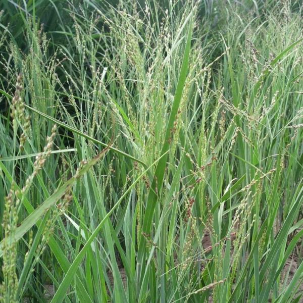 vuoden pensas panicum virgatum kytköheinä