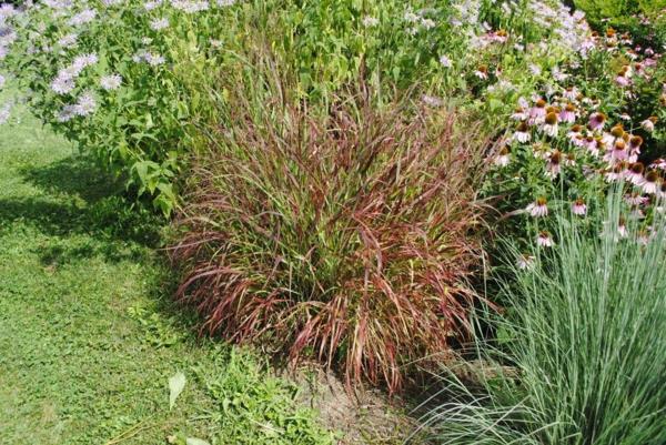 Monivuotinen puutarhakukka ruoho panicum virgatum Luo luonnollinen puutarha