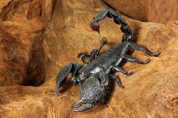 horoskooppi skorpioni eläin