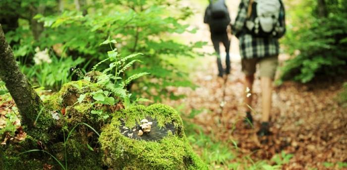 vähentää stressiä kävelemällä metsässä