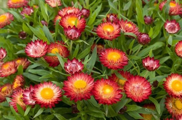 ikuiset helichrysum -punaiset kukat