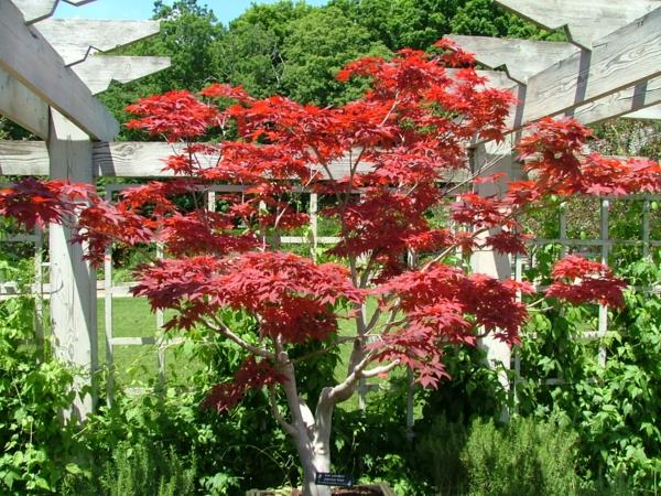 rakenne puutarhassa achorn tulipunainen uskomaton kontrasti