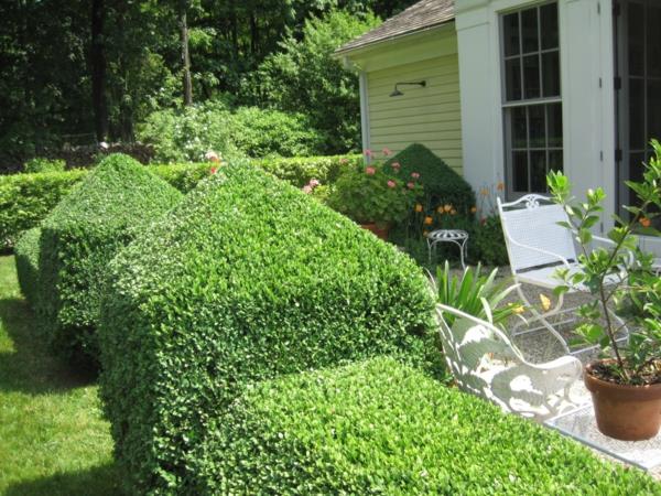 rakenne puutarhassa boxwood suuria muotoja