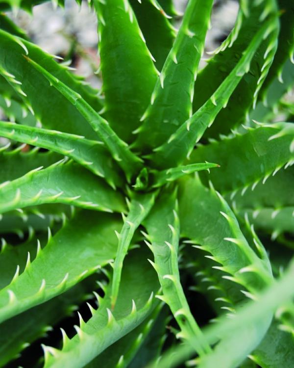 mehevä aloe humilis puutarhan istutus