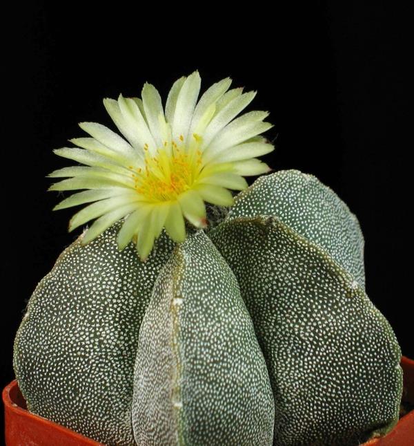 mehevä Astrophytum myriostigma kauniita sisustusideoita