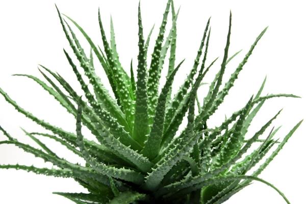 meheviä aloe veran kauniita sisustusideoita
