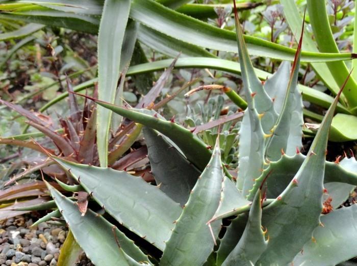 meheviä lajeja agave -sisustusideoita