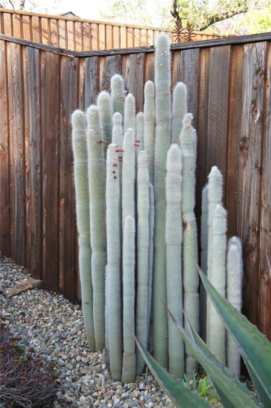 Mehevä laji Cleistocactus takapihan suunnittelu