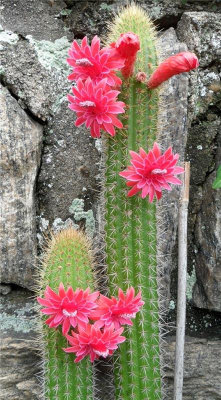 meheviä lajeja Cleistocactus kauniita kaktuksia