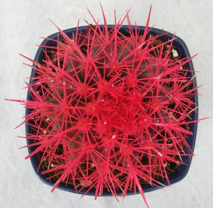 mehevä laji Echinocactus epätavallinen väri