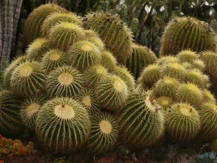 meheviä lajeja Echinocactus cacti