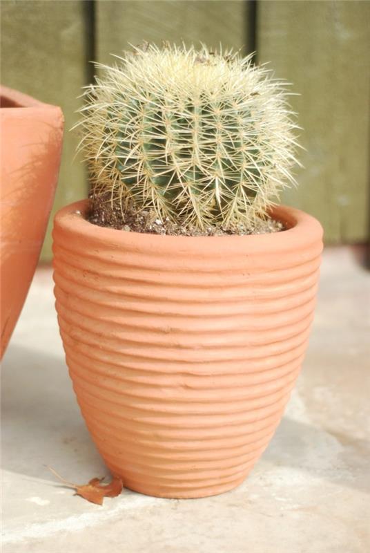 mehevä laji Echinocactus -ruukku