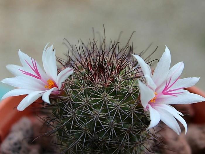 meheviä lajeja Mammillaria fraileana kukkia