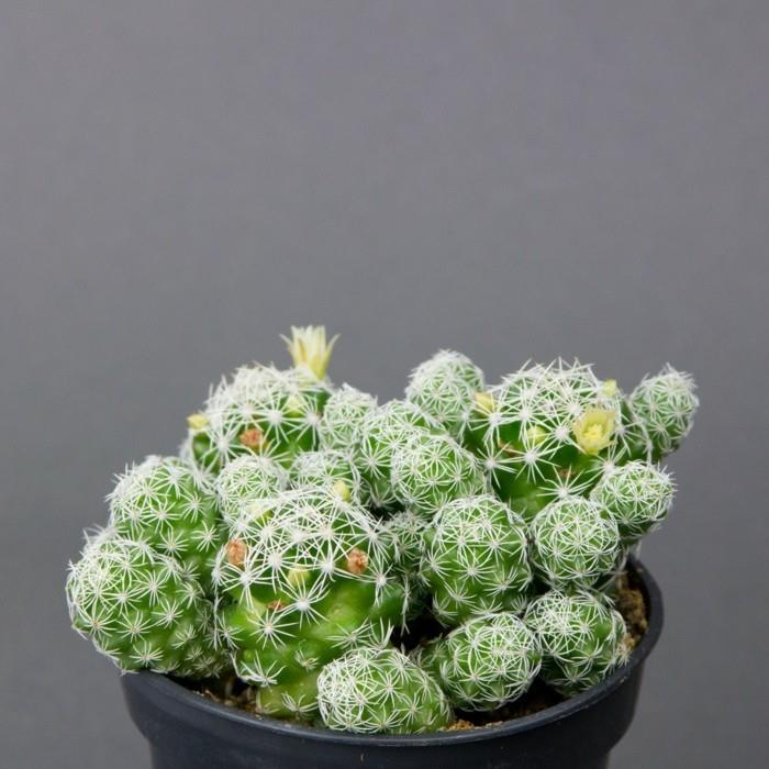 meheviä lajeja Mammillaria cactus