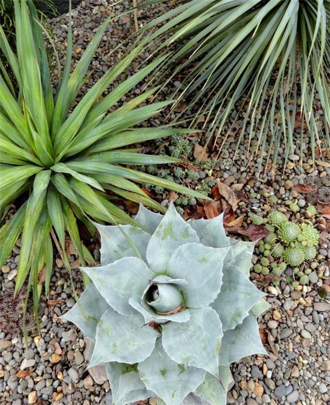 Meheviä lajeja ulkona agave ja pikkukivi