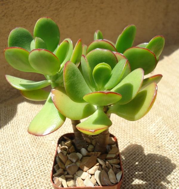 mehevä crassula ovata -kasvien sisustus