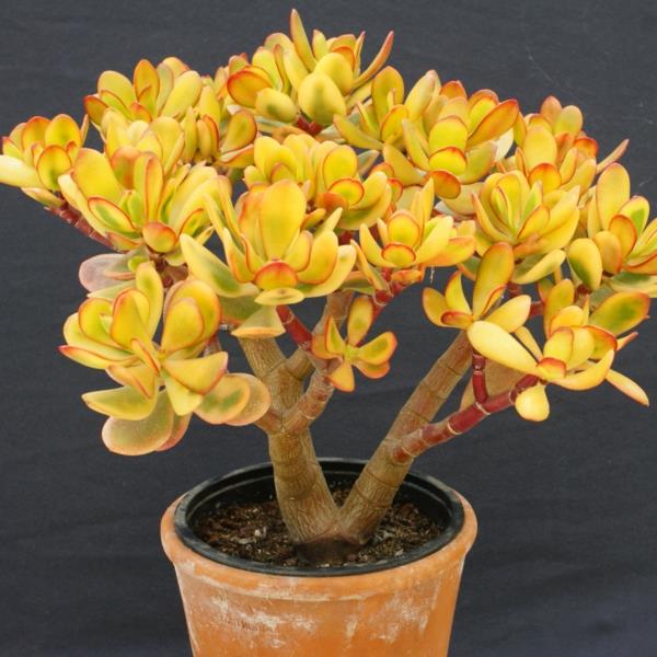 mehevä crassula ovata kasvi ruukkukasvi