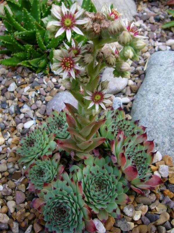 meheviä koristustyyppejä houseleek Sempervivum calcareum