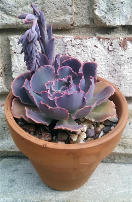 mehevä koriste -suku Echeveria