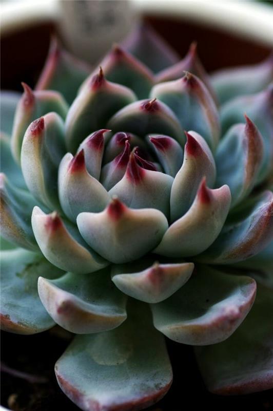 meheviä sisustusideoita Echeveria