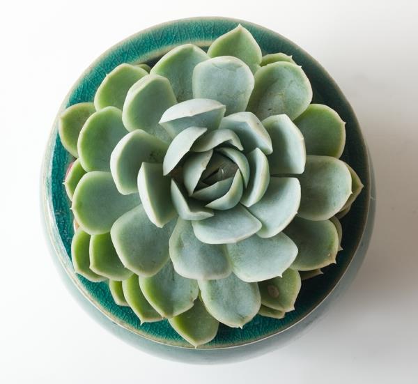mehevä echeveria puutarhakasvit kauniita sisustusideoita