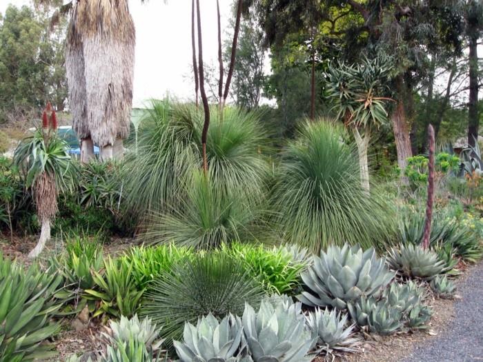 mehikasveja ulkona agave