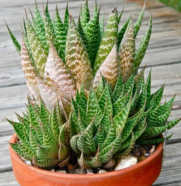 meheviä puutarhakasveja Aloe Aristata Haworthia