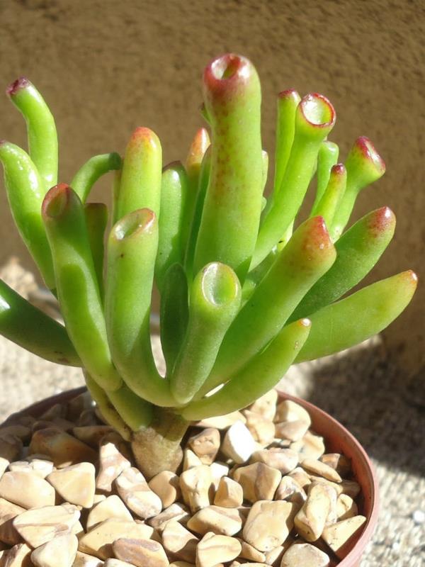meheviä puutarhakasveja Crassula ovata 'Gollum'