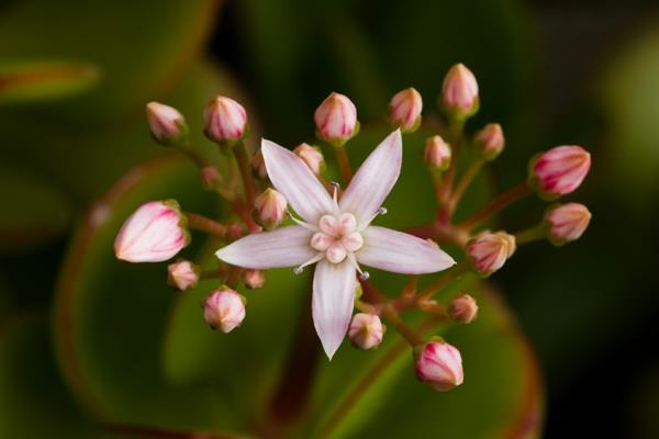 meheviä kasveja puutarha kauniita kukkia crassula ovata