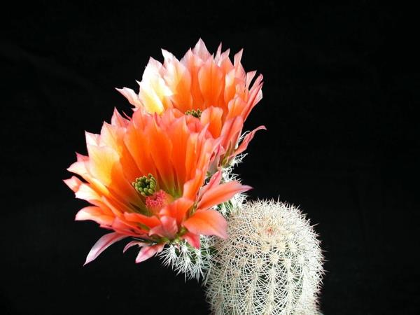 mehikasveja kauniita sisustusideoita kaktukset kukkivat