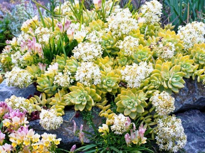 Yhdistä mehevä sedum puutarhassa kiviin