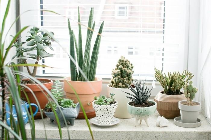 Mehikasveja ja kaktuksia ikkunalaudalla keraamisissa ruukuissa - yksinkertaisia ​​asioita