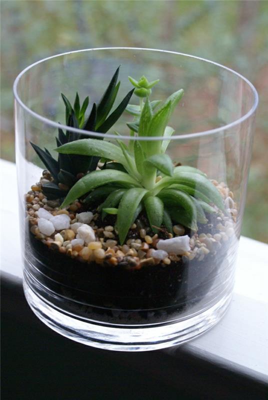 mehikasveja sisäkasveja ikkunan sisustus diy terrarium